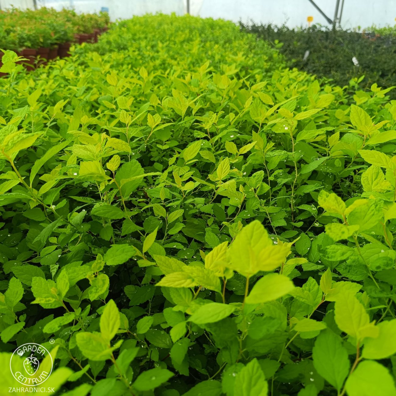 Obrázok Tavoľník japonský (Spiraea Japonica) ´GOLDEN PRINCESS´ - výška 10-20 cm ⌀ 20 cm , kont. C2L